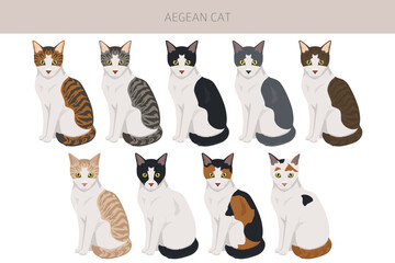 Aegean cat clipart. All coat colors set.  All cat breeds characteristics infographic