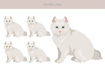 Alpine Lynx clipart. Highlander, All coat colors set.  All cat breeds characteristics infographic