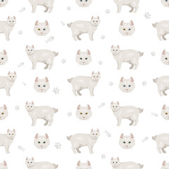 Alpine Lynx seamless pattern. Highlander, All coat colors set.  All cat breeds characteristics infographic