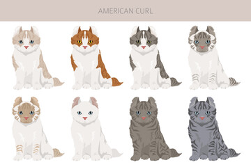 American Curl cat clipart. All coat colors set. All cat breeds characteristics infographic