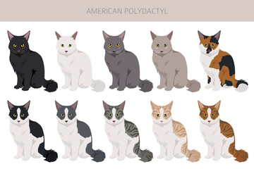 Fototapeta premium American Polydactyl cat clipart. All coat colors set. All cat breeds characteristics infographic