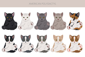 Obraz premium American Polydactyl cat clipart. All coat colors set. All cat breeds characteristics infographic