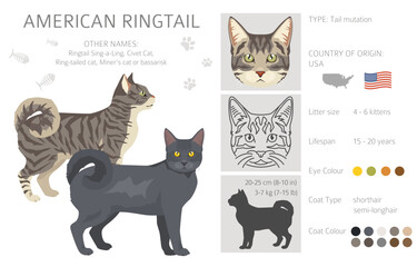 American Ringtail cat clipart. All coat colors set.  All cat breeds characteristics infographic