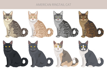 American Ringtail cat clipart. All coat colors set.  All cat breeds characteristics infographic © a7880ss