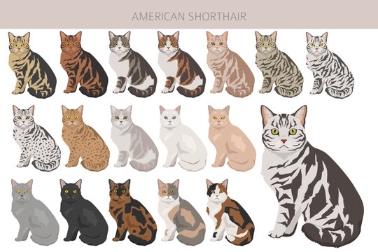 American Shorthair cat clipart. All coat colors set.  All cat breeds characteristics infographic