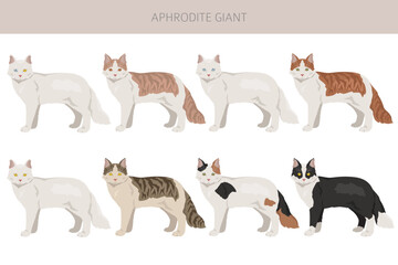 Aphrodite Giant. Cyprus cat clipart. All coat colors set.  All cat breeds characteristics infographic © a7880ss