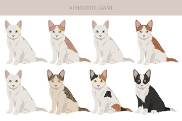 Obraz premium Aphrodite Giant. Cyprus cat clipart. All coat colors set. All cat breeds characteristics infographic