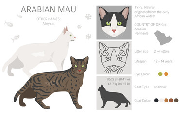 Arabian Mau cat clipart. All coat colors set.  All cat breeds characteristics infographic