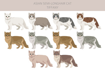 Obraz premium Tiffany Cat, Asian semi-longhair cat Tiffanie clipart. All coat colors set. All cat breeds characteristics infographic