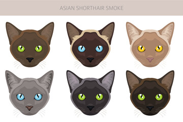 Fototapeta premium Asian shorthair smoke cat clipart. All coat colors set. All cat breeds characteristics infographic
