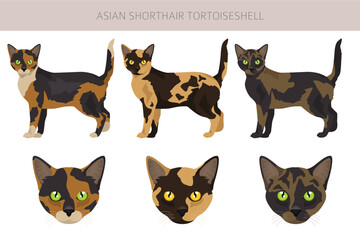 Asian shorthair Tortoiseshell cat clipart. All coat colors Asian Tortie set.  All cat breeds characteristics infographic