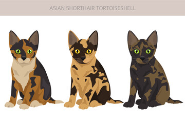 Obraz premium Asian shorthair Tortoiseshell cat clipart. All coat colors Asian Tortie set. All cat breeds characteristics infographic