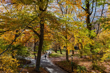 Naklejka premium Autumnal season in park. Seasonal leaves and tree. Natural autumn season. Autumn beauty of nature. Nature pathway in park. Fall leaves in park. Autumn park. Nature in fall season. Golden leaves