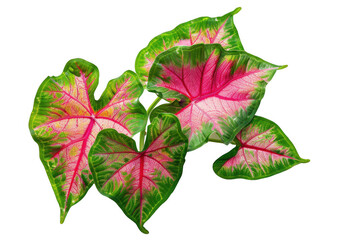 Cluster of Red and Green Caladium Leaves