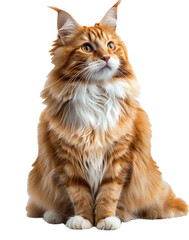Cute cat isolated on transparent background
