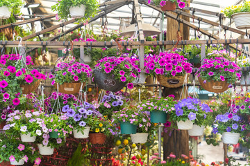 colourful petunia flowers hanging in garden