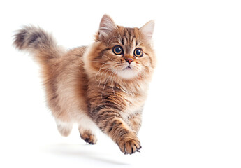 Obraz premium Red Maine Coon cat jumping on a light background