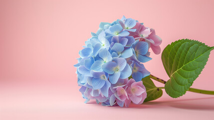 Obraz premium Blue hydrangea flowers