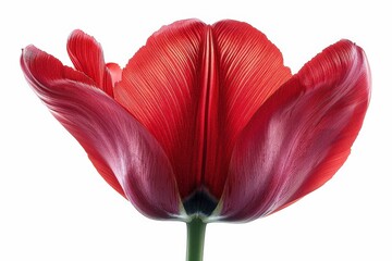 Close-Up of a Vibrant Red Tulip Flower Isolated on White Background