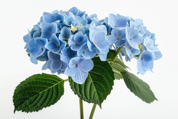 Beautiful Blue Hydrangea Flower with Green Leaves on White Background