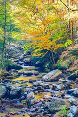 Middle Prong of Little River in the Tremont region of the Great Smoky Mountains National Park.  River is lined with trees showing their brilliant fall color foilage.