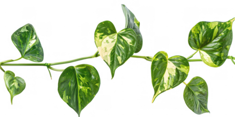 Green Pothos Vines with Heart-Shaped Leaves