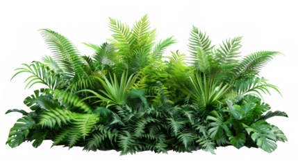 Cluster of Green Ferns and Tropical Foliage