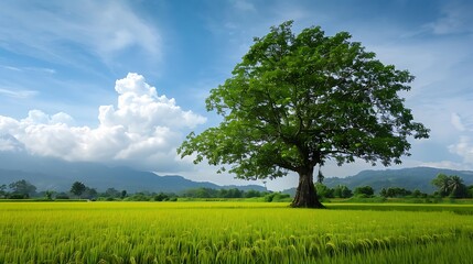 Obraz premium one big tree On a day when the sky and weather are clear.