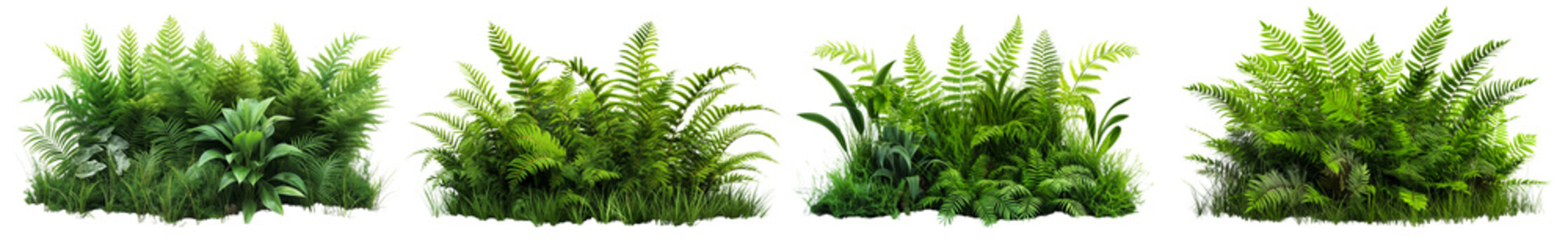 realistic bush of broadleaf ferns and grasses isolated on transparent or white background