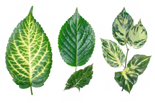 Variegated Green Leaves