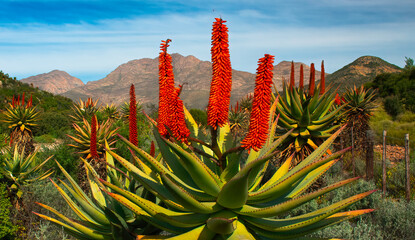 A glade of aloes (Aloe ferox) in the Kammanassie mountains near Hoekplaas, Western Cape.