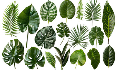 Assorted Tropical Leaves