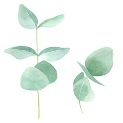 Watercolor illustration of eucalyptus branch isolated on white background. Hand drawn botanical clipart. Floral element for greeting cards, wedding invitations, packaging, scrapbooking