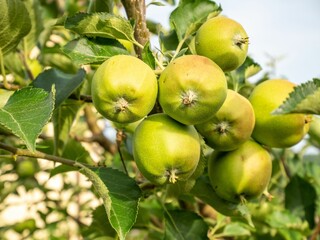 Close-up of green apples growing on a tree branch in a sunny orchard