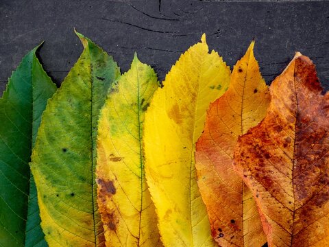 Row of autumn leaves transitioning from green to brown on a dark wooden background