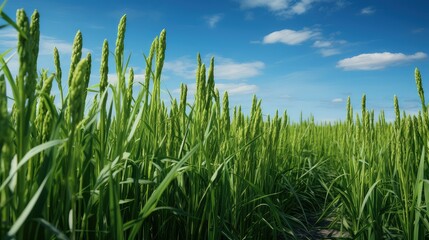 Fototapeta premium plants background asparagus green