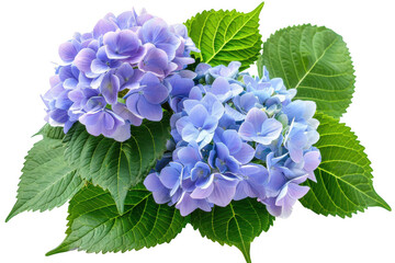 Hydrangea Plant with Blue and Purple Blooms