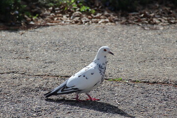 white pigeon on the ground