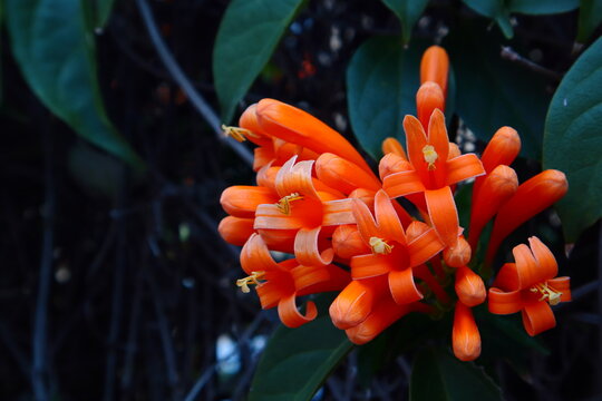 Orange tecoma flowers in the garden