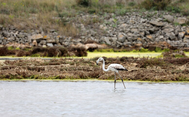Flamingos in the Camargue