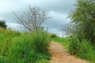 path in the forest