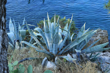 Aloe Vera at the seaside in Sutivan, island Brac, Croatia