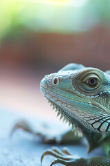 Fototapeta premium Iguana Close-Up Portrait with Soft Background Focus