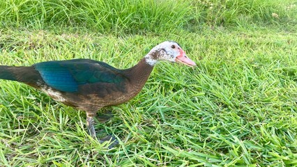 duck in the grass