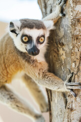 Obraz premium Ring-Tailed Lemur Climbing Tree with Curious Expression