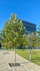 park with trees., MC, Houston, Texas, USA