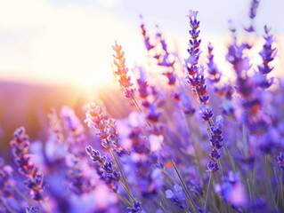 Fototapeta premium Scenic view of a lavender field in full bloom, summer landscape, floral beauty