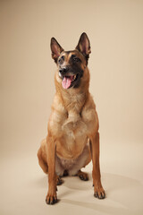 Studio portrait of a Belgian Malinois sitting attentively. The image showcases the dog alert posture and focused expression, ideal for themes of loyalty and service