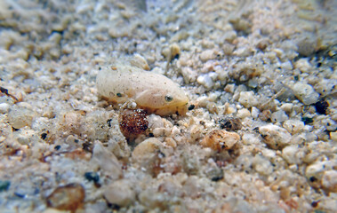 Two-spotted clingfish - (Diplecogaster bimaculata)