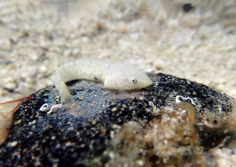 Two-spotted clingfish - (Diplecogaster bimaculata)